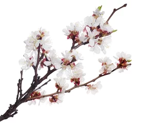 Crédence de cuisine en verre imprimé Fleur de cerisier white isolated sakura blooming branch