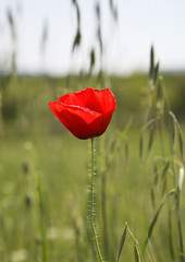 Flower in Studenci. Bosnia and Herzegovina