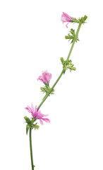 Cichorium pink flower isolated on white