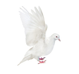 isolated white flying dove