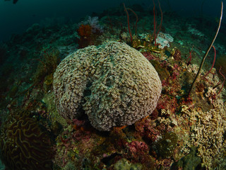 soft coral
