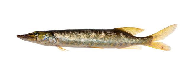 small long pike fish