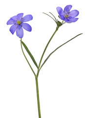plant with two blue blooms isolated on white