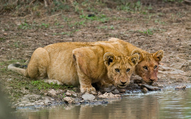 Fototapeta na wymiar Young Lions at the watering. Kenya. Tanzania. Maasai Mara. Serengeti. An excellent illustration.