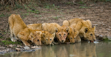 Obraz premium Young Lions at the watering. Kenya. Tanzania. Maasai Mara. Serengeti. An excellent illustration.