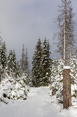 Wanderweg um dem Oderteich im Winter Nationalpark Harz