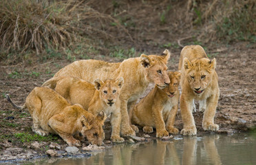 Young Lions at the watering. Kenya. Tanzania. Maasai Mara. Serengeti. An excellent illustration.