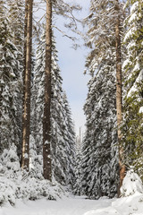 Wanderweg um dem Oderteich im Winter Nationalpark Harz