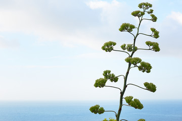 Agave flower and plant with mediterranean sea view