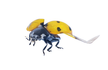 isolated flying gold ladybird