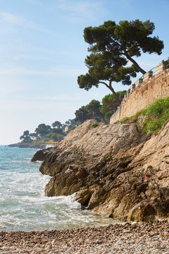 Mediterranean Coast And Sea With Maritime Pine, French Riviera