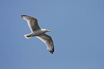 Seagull flying