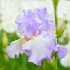 Purple iris in nature
