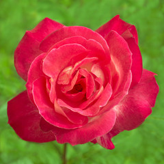 Bright pink rose in nature