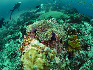 Fototapeta na wymiar diver and reef soft coral