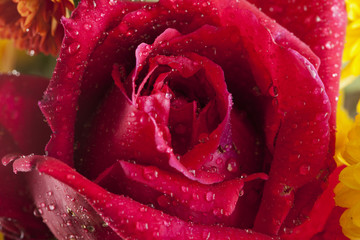 Red rose with water drops