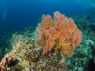Fototapeta na wymiar Fan coral