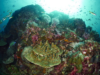 reef coral and reef fish