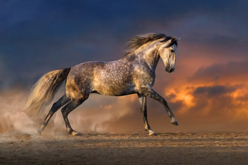 Fototapeta na wymiar White andalusian horse run gallop in sand dast at sunset