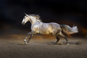 Obraz na płótnie Canvas Horse run gallop on desert dust