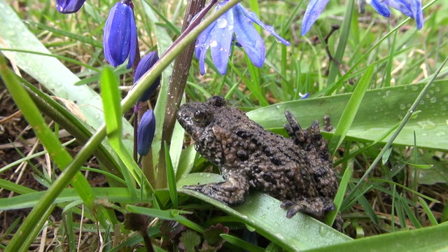 European fire-bellied toad in spring by blue scilla flowers