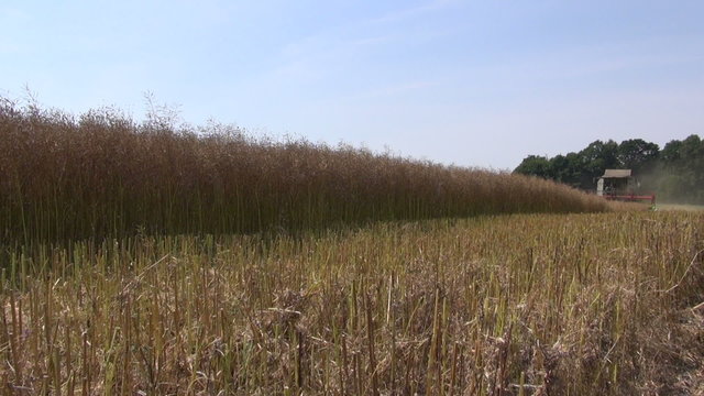 Combine harvester harvesting rapeseed in the field in autumn in countryside