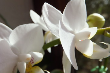 weiße Orchideenköpfe nahaufnahme