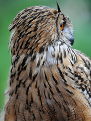 Eagle Owl