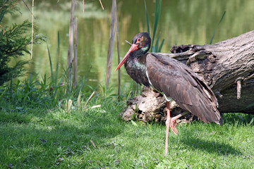 black stork wildlife nature © goce risteski