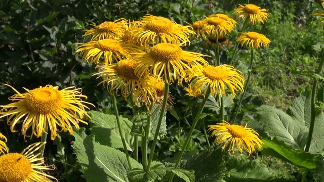 Flowering yellow Elecampane Inula helenium medical plant