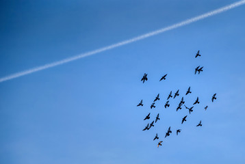 Flock birds in the sky and airplane trail
