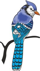 Illustration of blue jay bird.