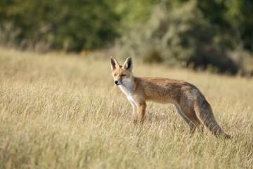 Red fox cub 