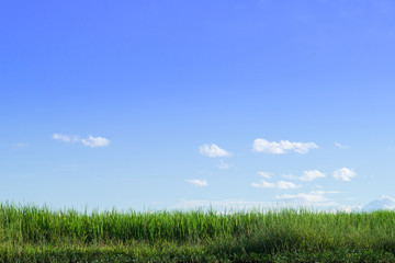 Fototapeta na wymiar Green grass and sky
