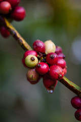 coffee seed on the tree