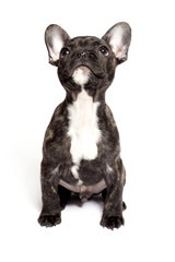 Französische Bulldogge sitzt und guckt aufmerksam nach oben