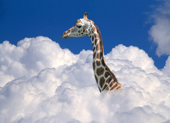 giraffe above clouds - obrazy, fototapety, plakaty