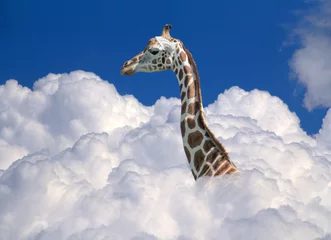 Schilderijen op glas giraf boven wolken © PRILL Mediendesign