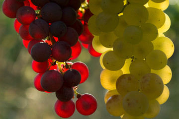 Obrazy na Szkle  winogrona