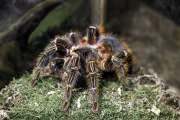 exotic animal spider theraphosa blondi