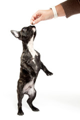 Französische Bulldogge bekommt leckerchen und steht auf zwei Be