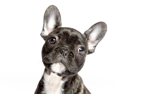 Kopfportrait einer Französische Bulldogge die zum Betrachter gu