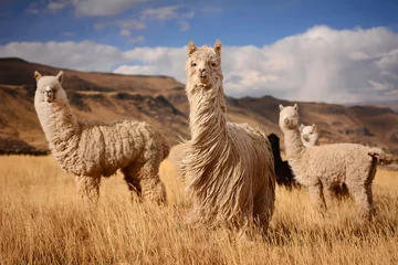 Papier Peint photo Autocollant Lama Lamas (alpaga) dans les Andes, montagnes, Pérou