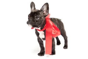 Französische Bulldogge mit roter Schleife um den Hals
