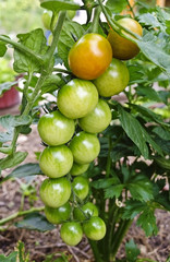 Rispe an einer Tomatenpflanze