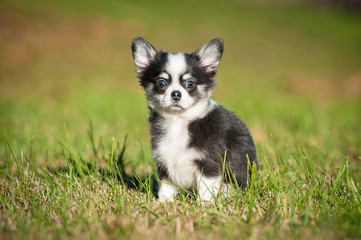 Chihuahua puppy sitting on the lawn in summer