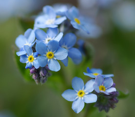 Small blue forget me not blooms
