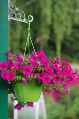 Flowering petunia in pot