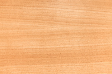 Fototapeta premium European beech wood, background photo texture