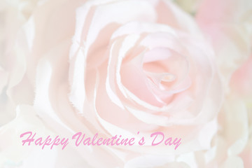 Happy Valentine's Day on sweet color rose